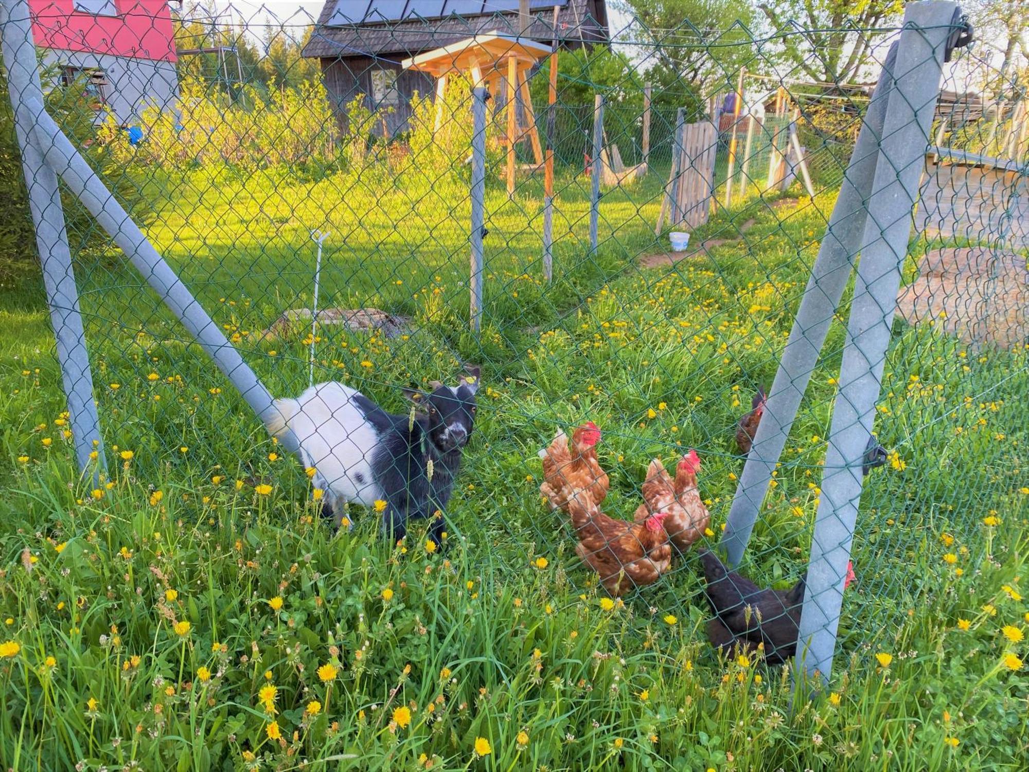 Ferienwohnung Süßes Häusle Breitnau Exterior foto